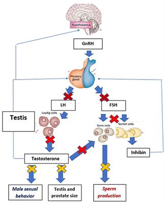 Gonadotropin-Releasing Hormone (GnRH) Agonist Implants for Male Dog Fertility Suppression: A Review of Mode of Action, Efficacy, Safety, and Uses